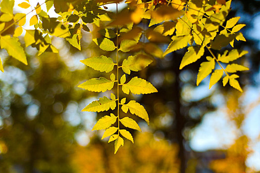 秋天阳光下的黄色树叶