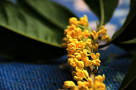 雨中桂花