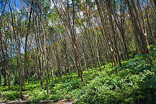 橡皮种植园,苏梅岛,岛屿,甲米,泰国,东南亚