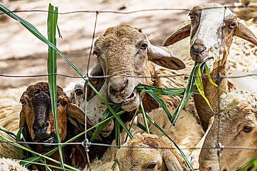 绵羊,吃,绿叶,后视图,铁丝栅栏,泰国