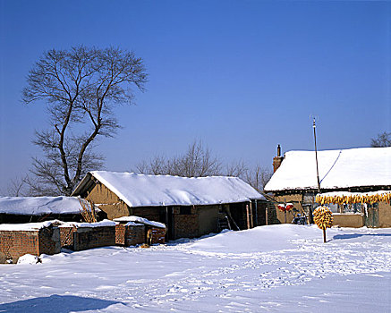 吉林冬季农家小院雪景
