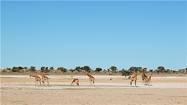 长颈鹿,水潭
