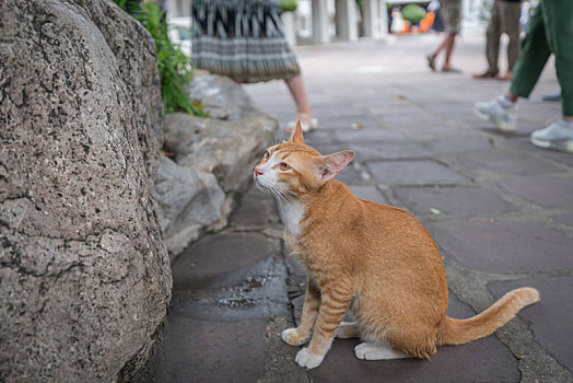 泰国曼谷卧佛寺道路上的野生暹罗猫