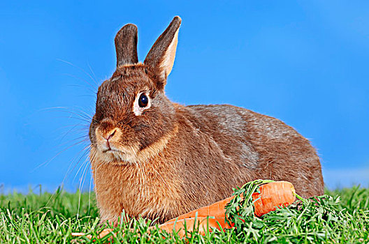 褐色,迷你兔,兔豚鼠属,胡萝卜