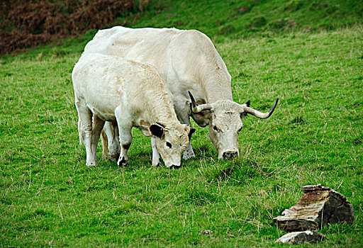 生活,牛,白色,公园,母牛,幼兽,放牧,草场,威尔士,英国,欧洲