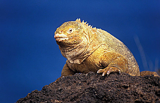 加拉帕戈斯,陆地,鬣蜥蜴,加拉巴哥陆鬣蜥,成年,岩石上