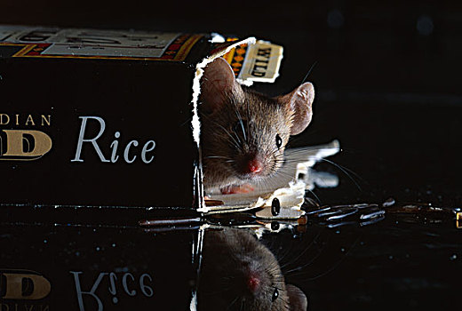 家鼠,小鼠,看,稻米,纸盒,厨房