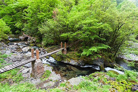 巴山飞渡峡森林公园