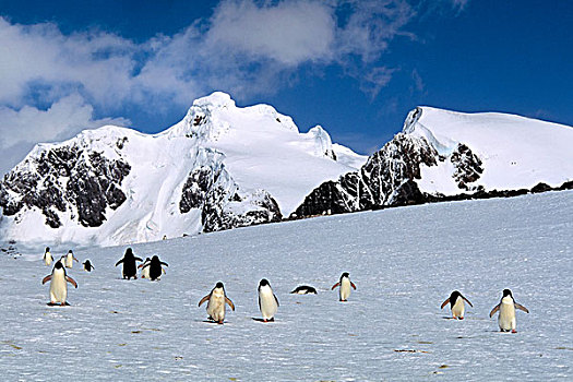 南极,南,奥克尼群岛,岛屿,阿德利企鹅,走,海洋