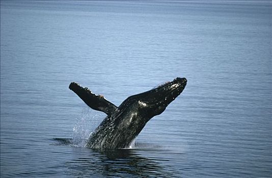驼背鲸,大翅鲸属,鲸鱼,鲸跃,进食,地面,东南阿拉斯加