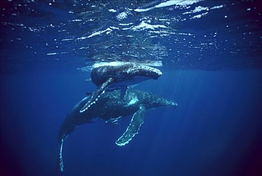 驼背鲸,大翅鲸属,鲸鱼,母亲,好奇,幼兽,汤加