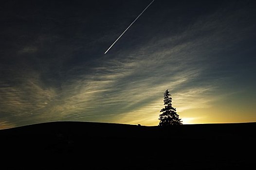 晚间,圣诞树,飞机