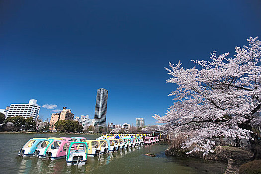 樱花,上野,公园,建筑
