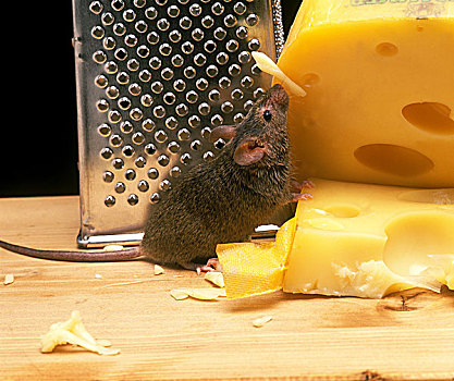 家鼠,小鼠,成年,吃,奶酪
