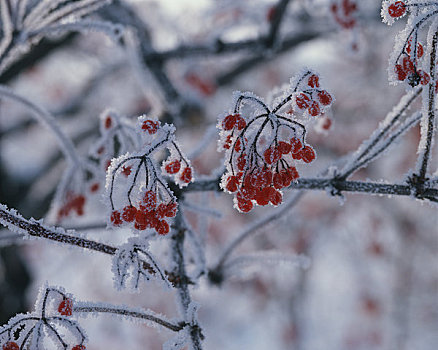 欧洲花楸,冬天