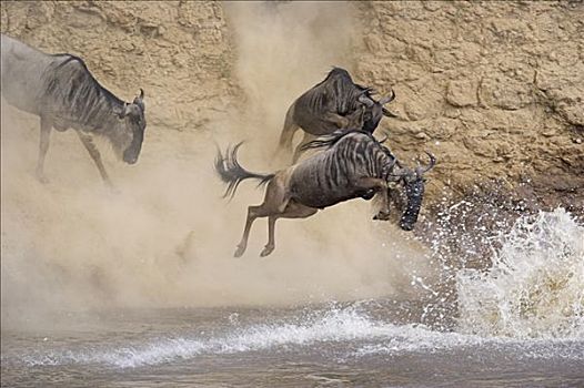 蓝角马,角马,群,马拉河,马赛马拉国家保护区,肯尼亚