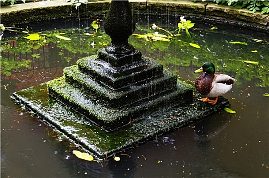 野鸭,靠近,喷泉