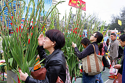 春节,花市,铜锣湾,香港