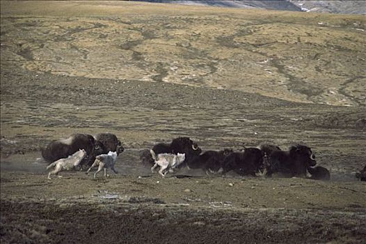 北极狼,狼,猎捕,麝牛,牧群,艾利斯摩尔岛,加拿大