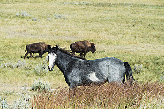 野马,野牛,西奥多罗斯福国家公园,北达科他,美国