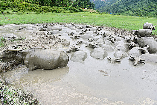 水牛