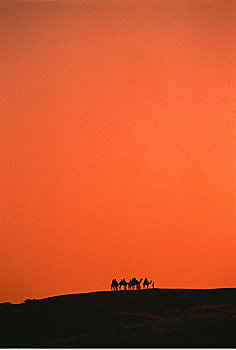 剪影,骆驼,驾驶员,日落,斋沙默尔,印度