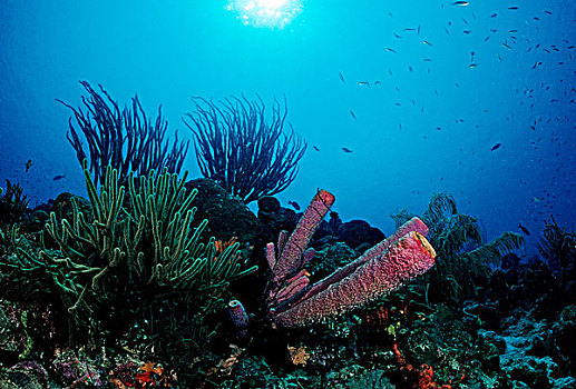 珊瑚礁,多巴哥岛,加勒比海