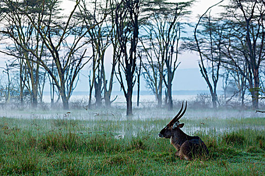 雄性,水羚,纳库鲁湖国家公园,肯尼亚,非洲