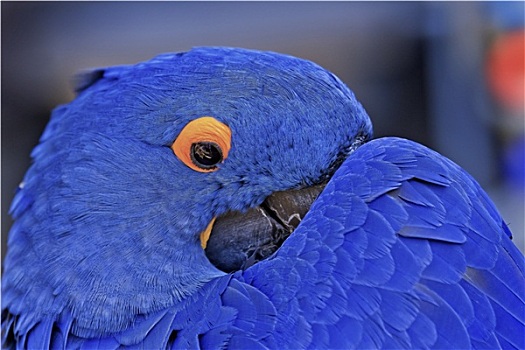 蓝色,紫蓝金刚鹦鹉