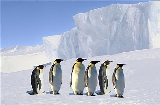 帝企鹅,站立,冰架,南极,合成效果