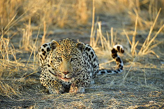 豹,卧,看镜头,纳米比亚,非洲