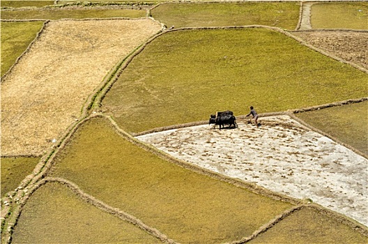 耕作,地点,尼泊尔