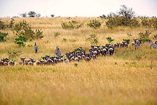 角马,斑马,迁徙,马塞马拉野生动物保护区,肯尼亚