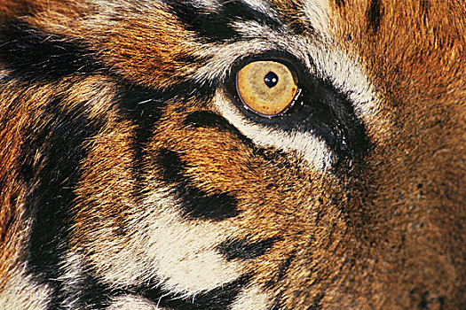 孟加拉,脸,虎,大型猫科动物,印度