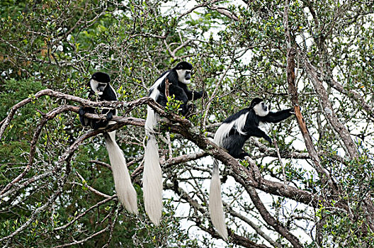 疣猴属,东黑白疣猴,三个,树林栖息地,山麓,肯尼亚山,肯尼亚