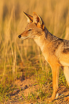 黑背狐狼,黑背豺,草地,卡拉哈里沙漠,卡拉哈迪大羚羊国家公园,南非,非洲