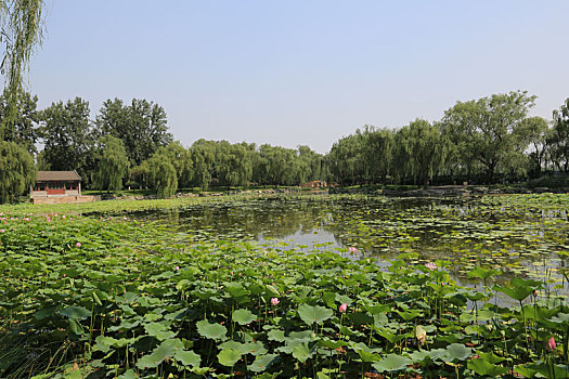 北京皇家园林颐和园耕织图景区荷花池