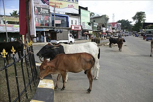 母牛,街道,斯里兰卡,亚洲