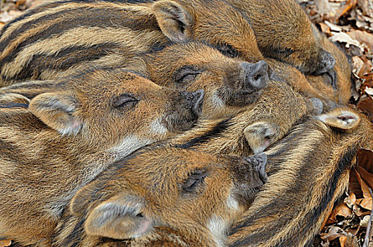 野猪,小猪,温暖,相互,头像,俘获,北莱茵威斯特伐利亚,德国,欧洲