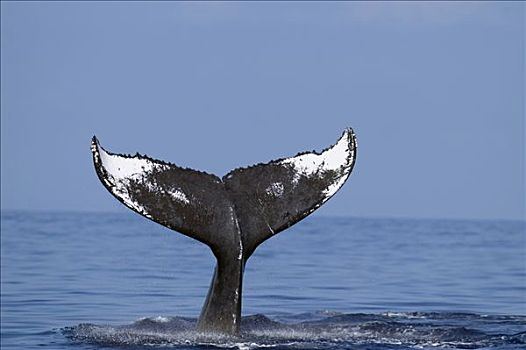 驼背鲸,大翅鲸属,鲸鱼,尾部,国家,海洋,夏威夷,提示,照相