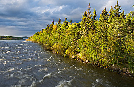水獭,急流,北方,萨斯喀彻温,加拿大