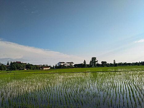 水乡稻田,田园风光,夏日乡村