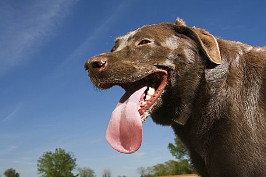 肖像,巧克力拉布拉多犬