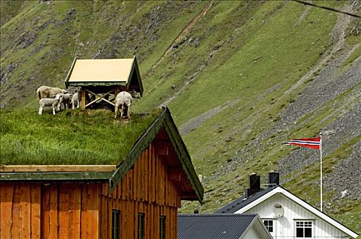 绵羊,屋顶,罗浮敦群岛,挪威
