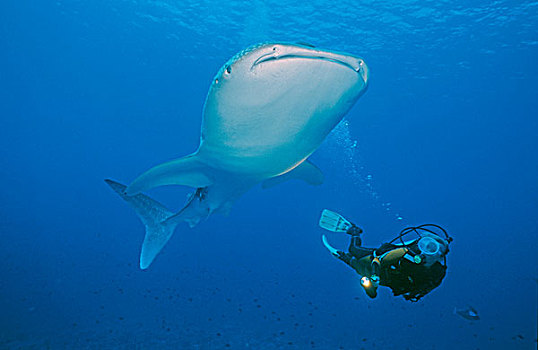 水中呼吸器,潜水,鲸,鲨鱼,鱼,世界,马尔代夫,印度洋,亚洲