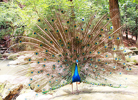 湖北武汉动物园,开屏的孔雀分外美