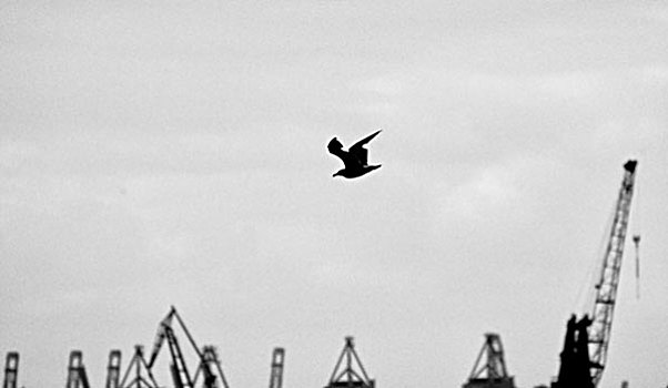 海鸥,飞,港口,汉堡市