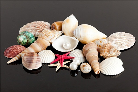 异域风情,海螺壳,海洋