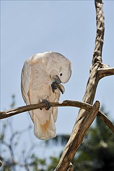 美冠鹦鹉,凤头鹦鹉,动物园,巴厘岛,印度尼西亚