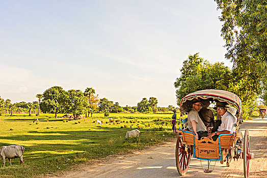 马车,旅游,佛塔,曼德勒,区域,缅甸